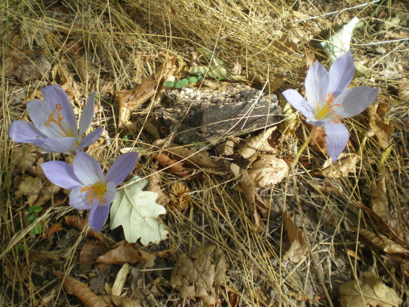 Image of Crocus speciosus specimen.