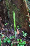 genus Amorphophallus. Молодой лист. Малайзия, штат Саравак, округ Мири, национальный парк «Мулу». 11.03.2015.