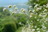 Dorycnium graecum. Верхушки побегов с соцветиями. Краснодарский край, Лазаревский р-н, мкр-н Дагомыс, гора Успенка, 150 м н.у.м., просека. 12.06.2022.