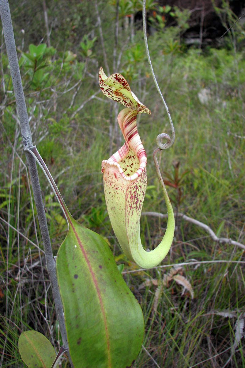 Image of Nepenthes stenophylla specimen.