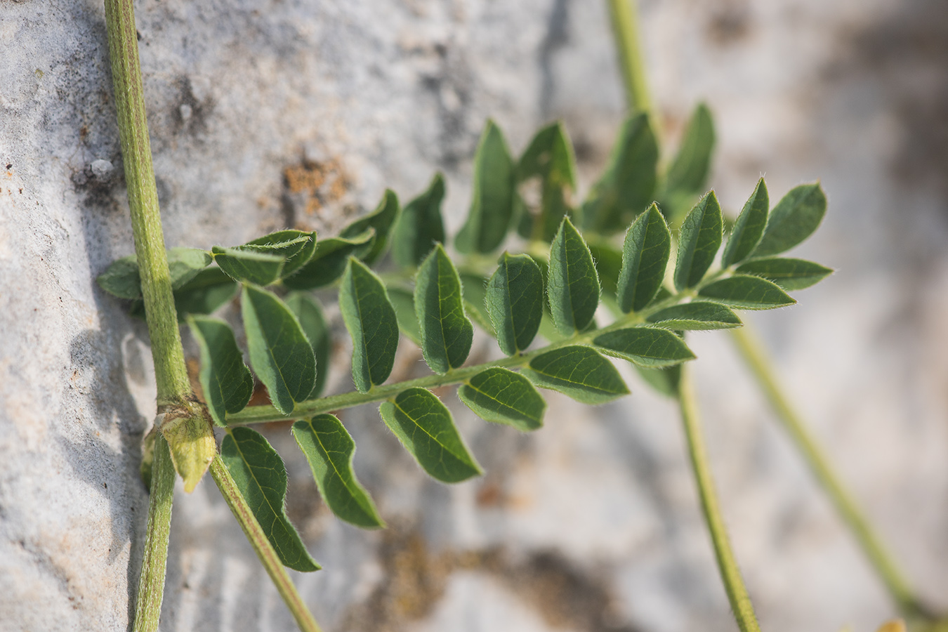 Изображение особи Astragalus freynii.