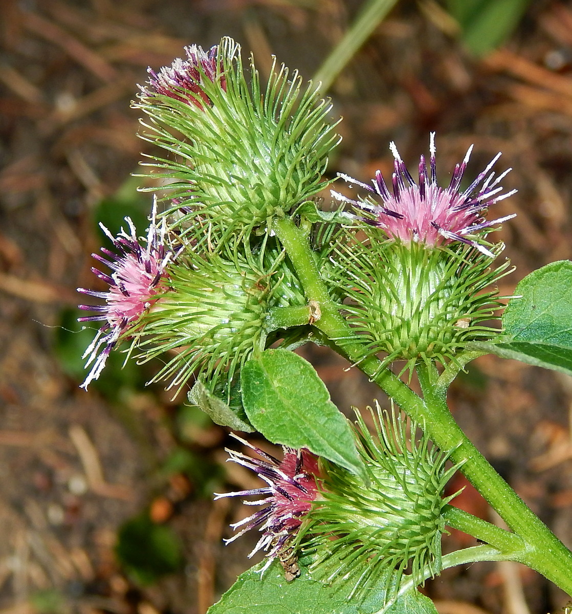 Изображение особи Arctium nemorosum.