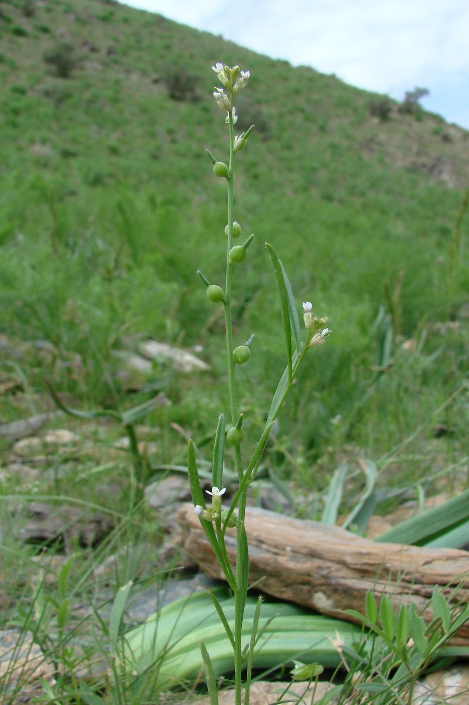 Image of Litwinowia tenuissima specimen.