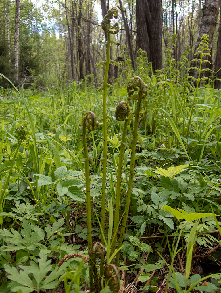 Image of Athyrium filix-femina specimen.