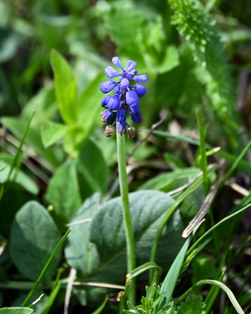 Image of genus Muscari specimen.