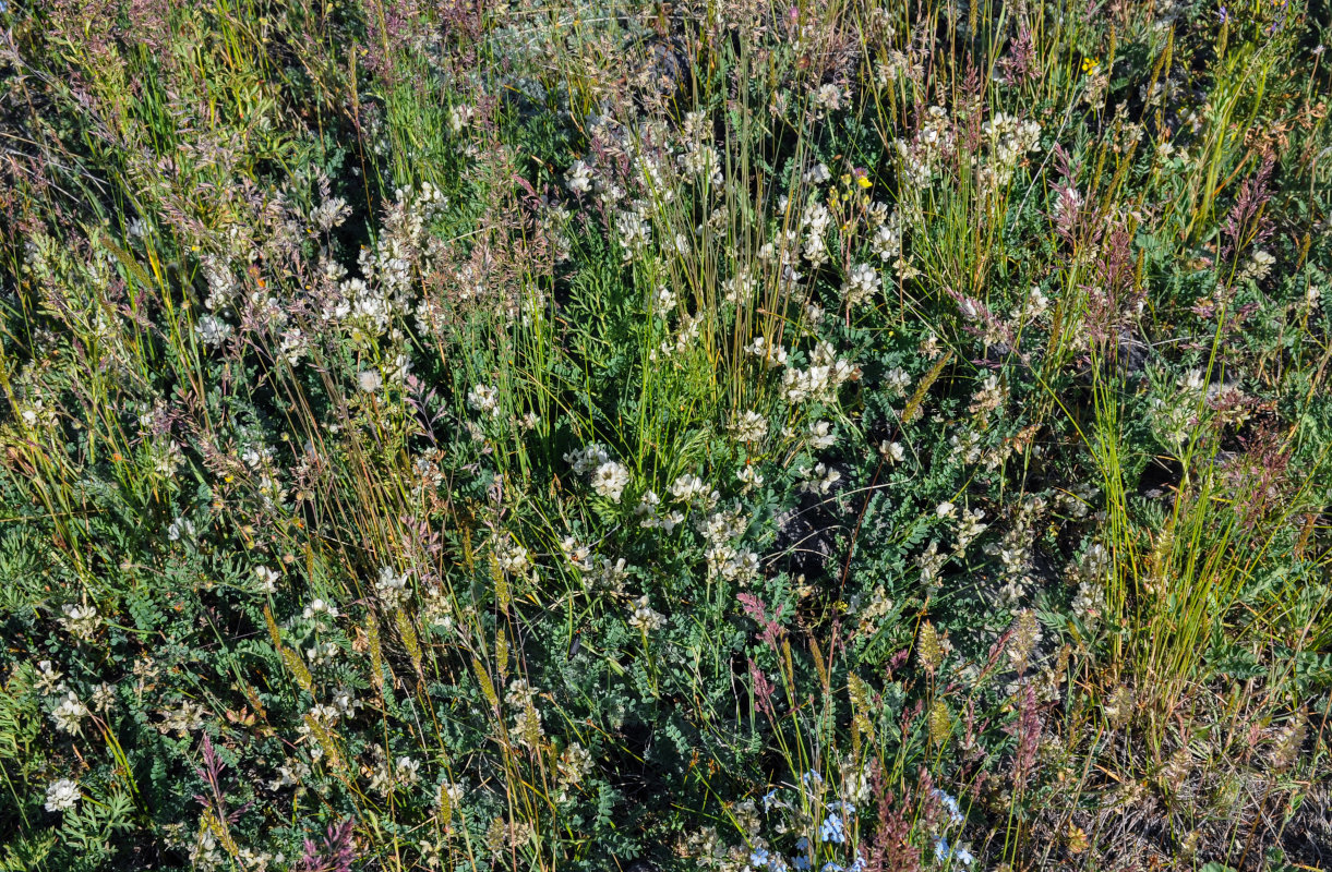 Image of Astragalus multicaulis specimen.