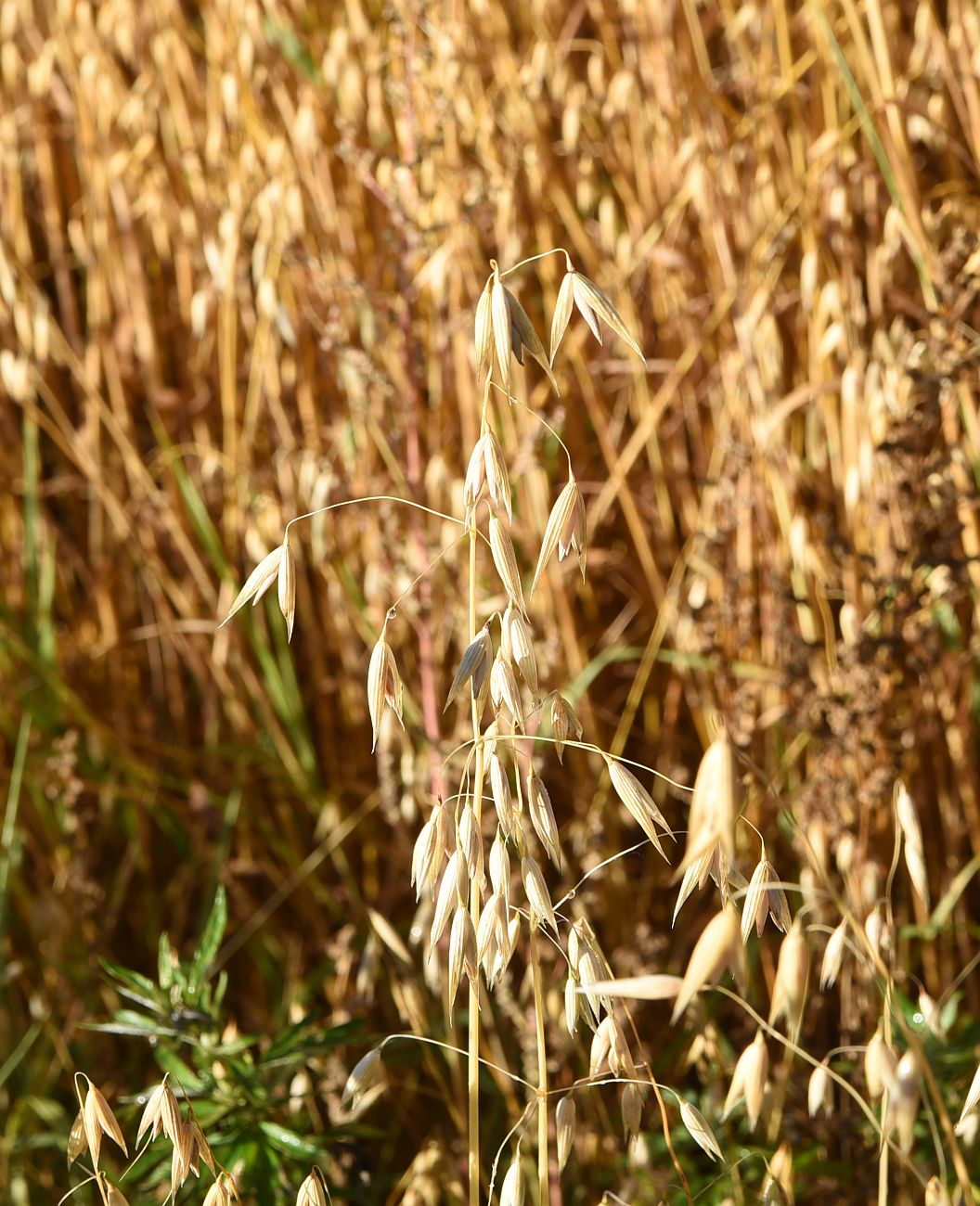 Image of Avena sativa specimen.