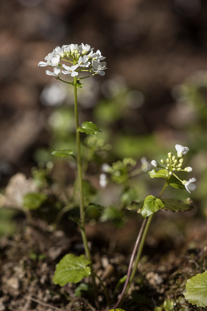 Изображение особи Pachyphragma macrophyllum.