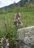 Teucrium chamaedrys. Цветущее растение. Кабардино-Балкария, Эльбрусский р-н, окр. устья р. Бедык, луг на правом берегу. 25 июля 2022 г.