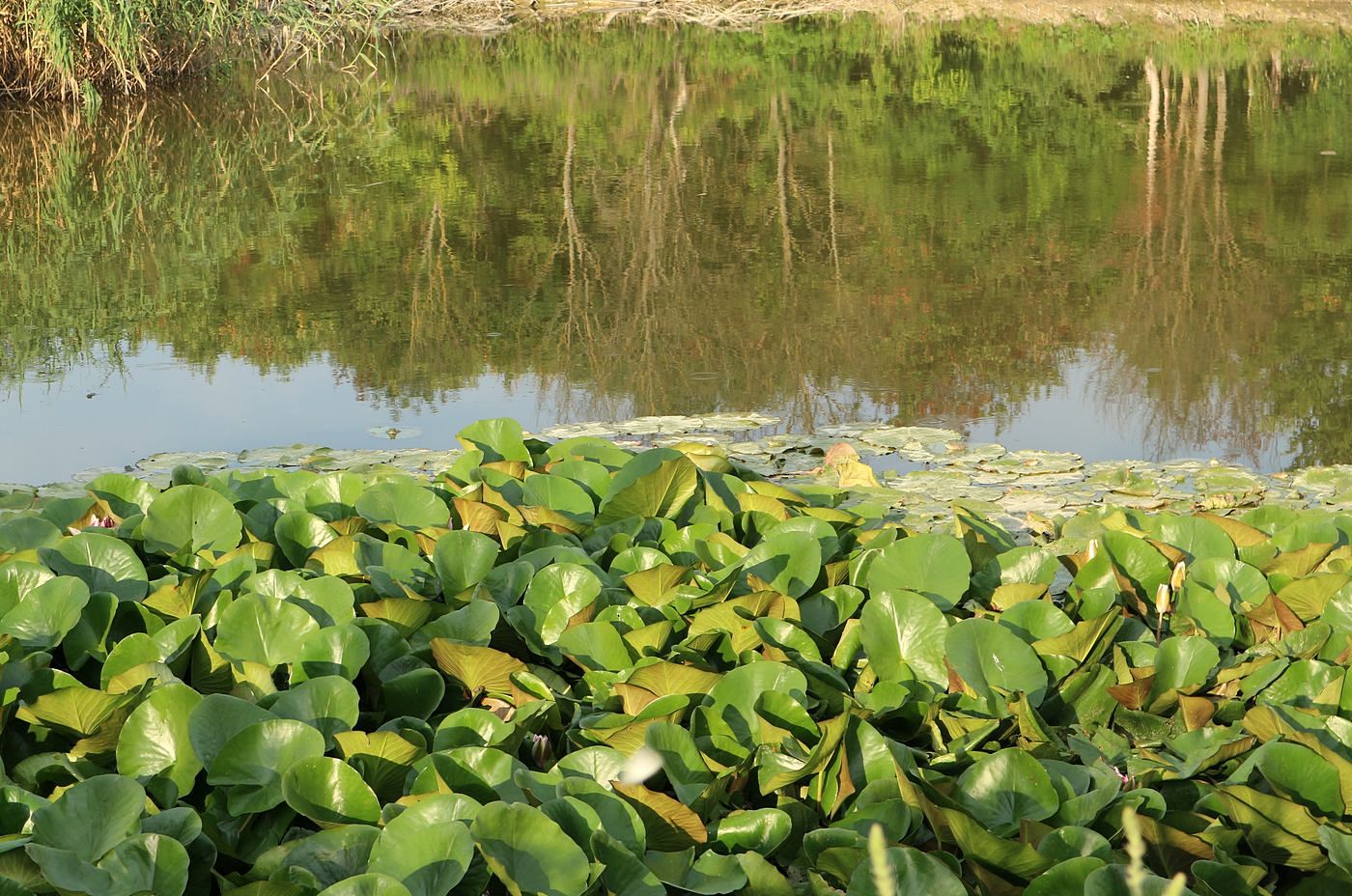 Изображение особи Nymphaea &times; marliacea.