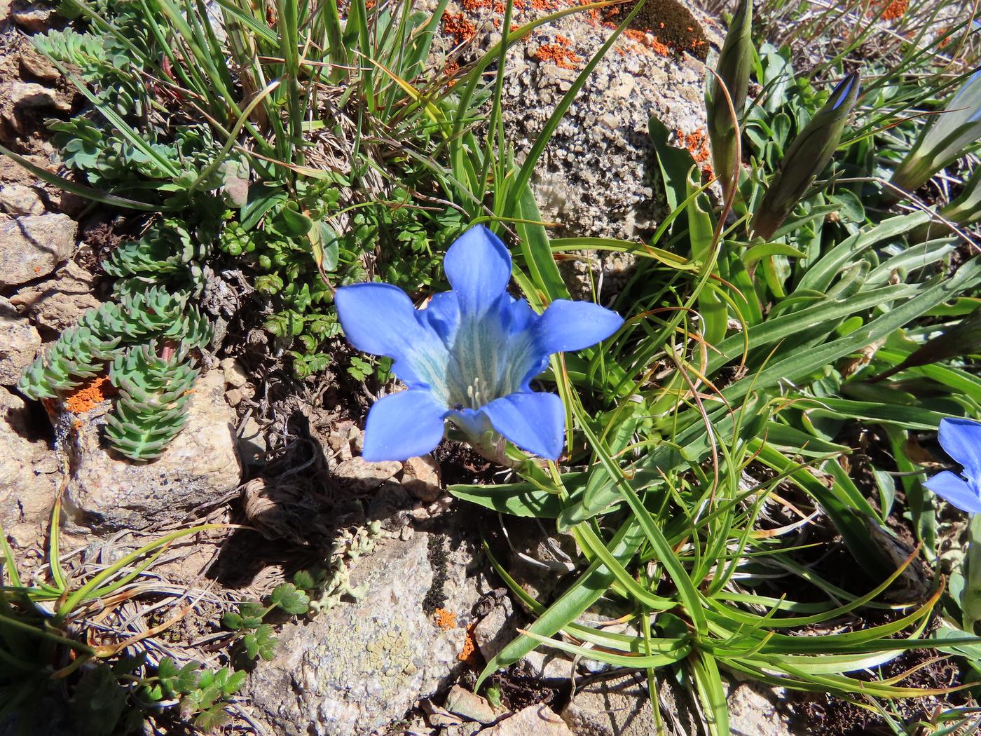 Изображение особи Gentiana kaufmanniana.