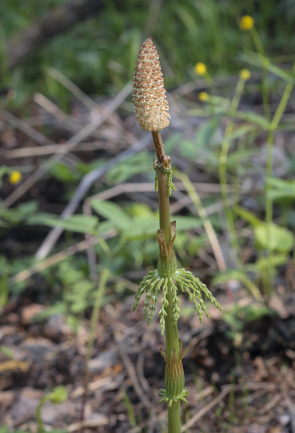 Image of Equisetum sylvaticum specimen.