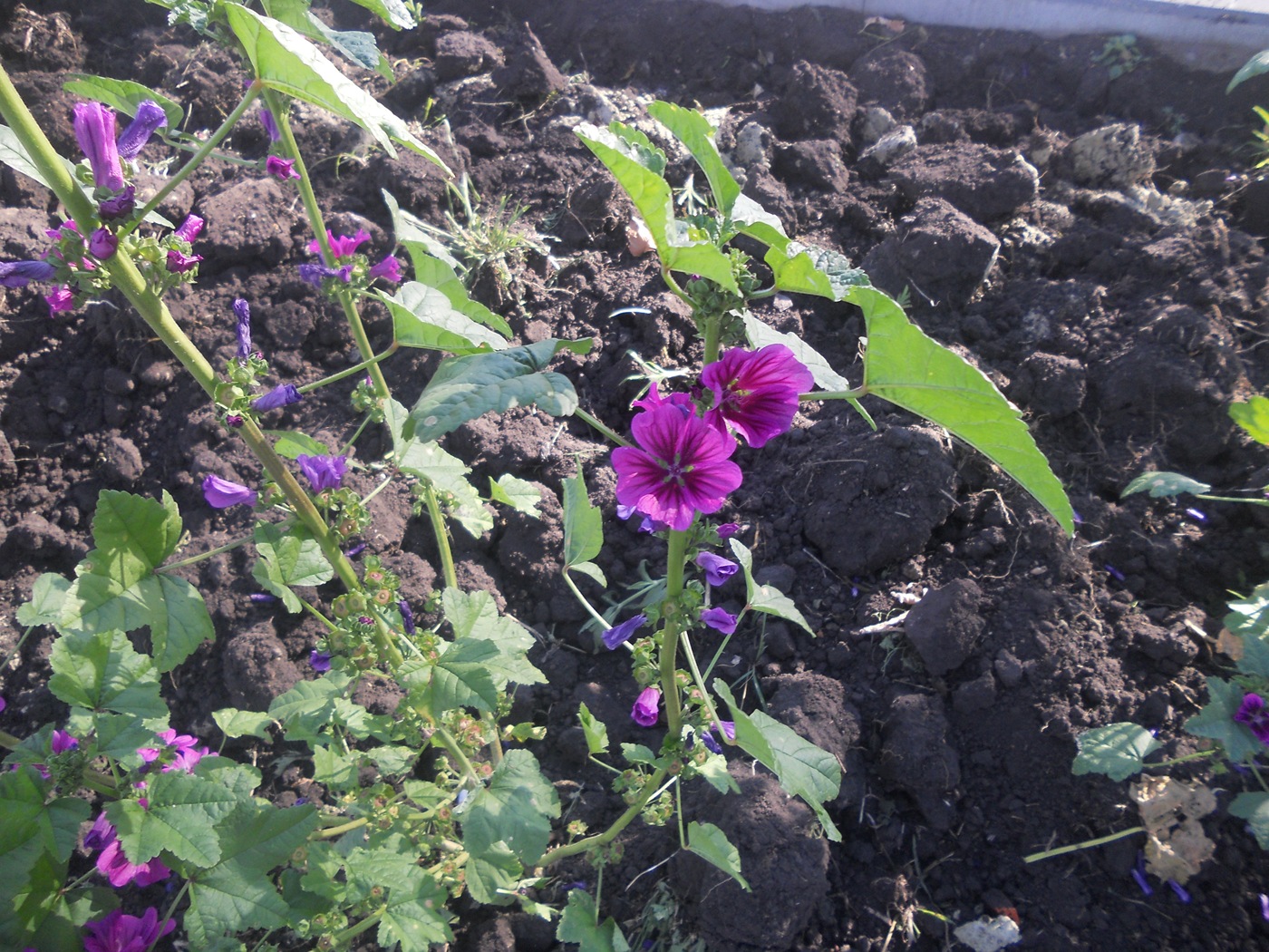 Image of Malva mauritiana specimen.