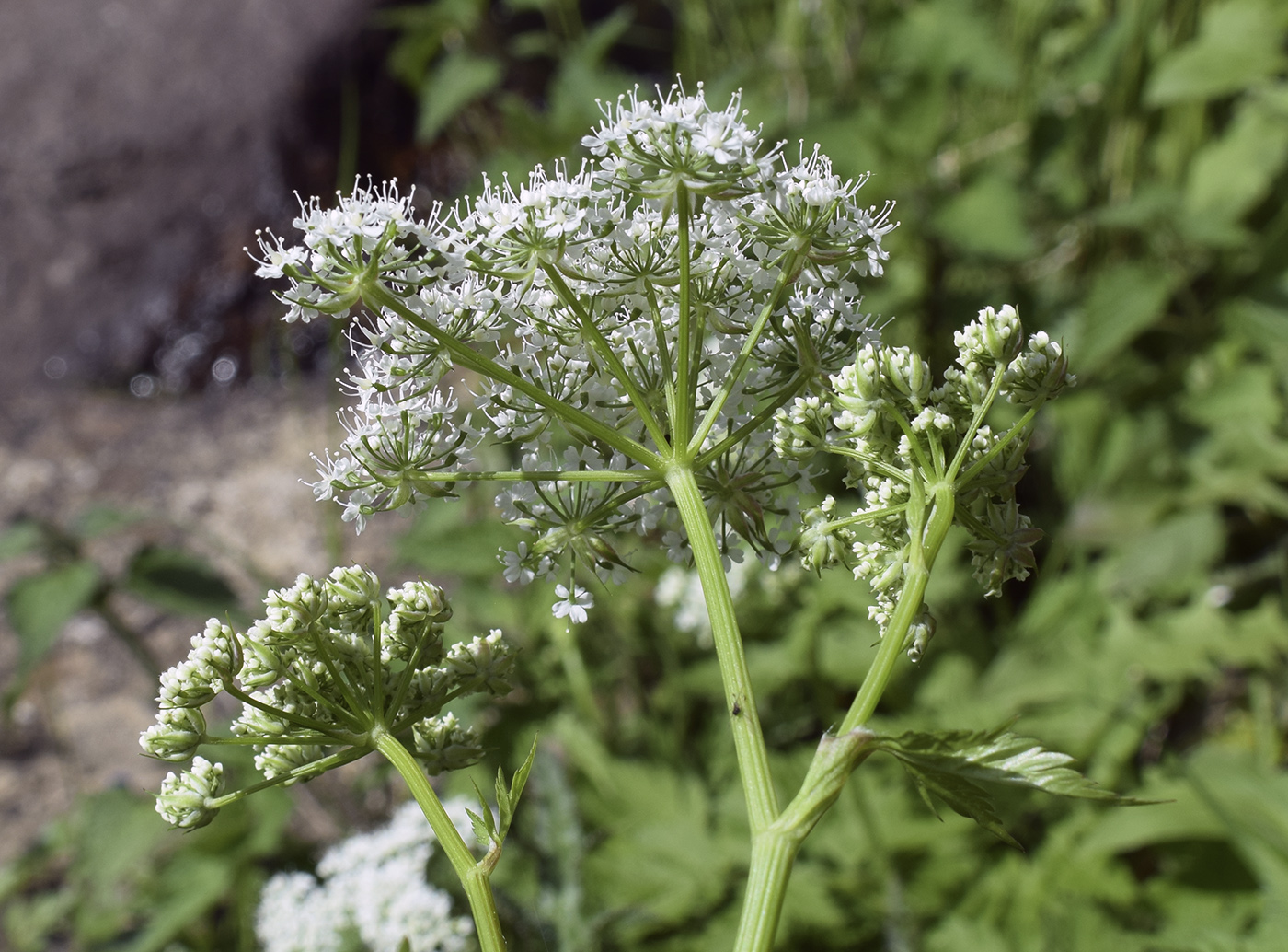 Изображение особи Peucedanum ostruthium.