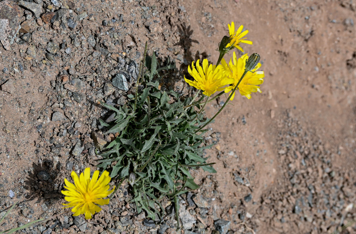 Image of Crepis oreades specimen.