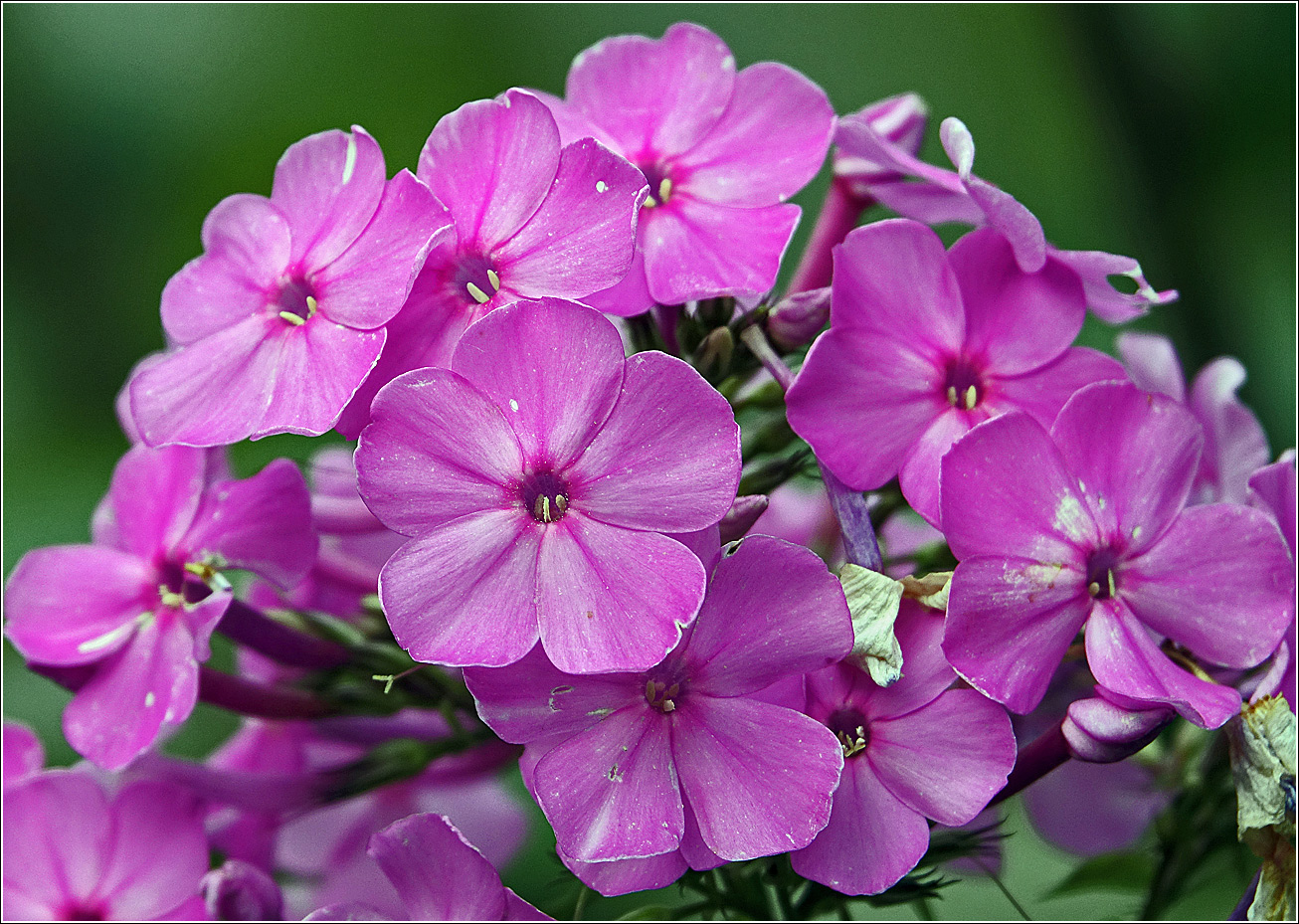 Image of Phlox paniculata specimen.