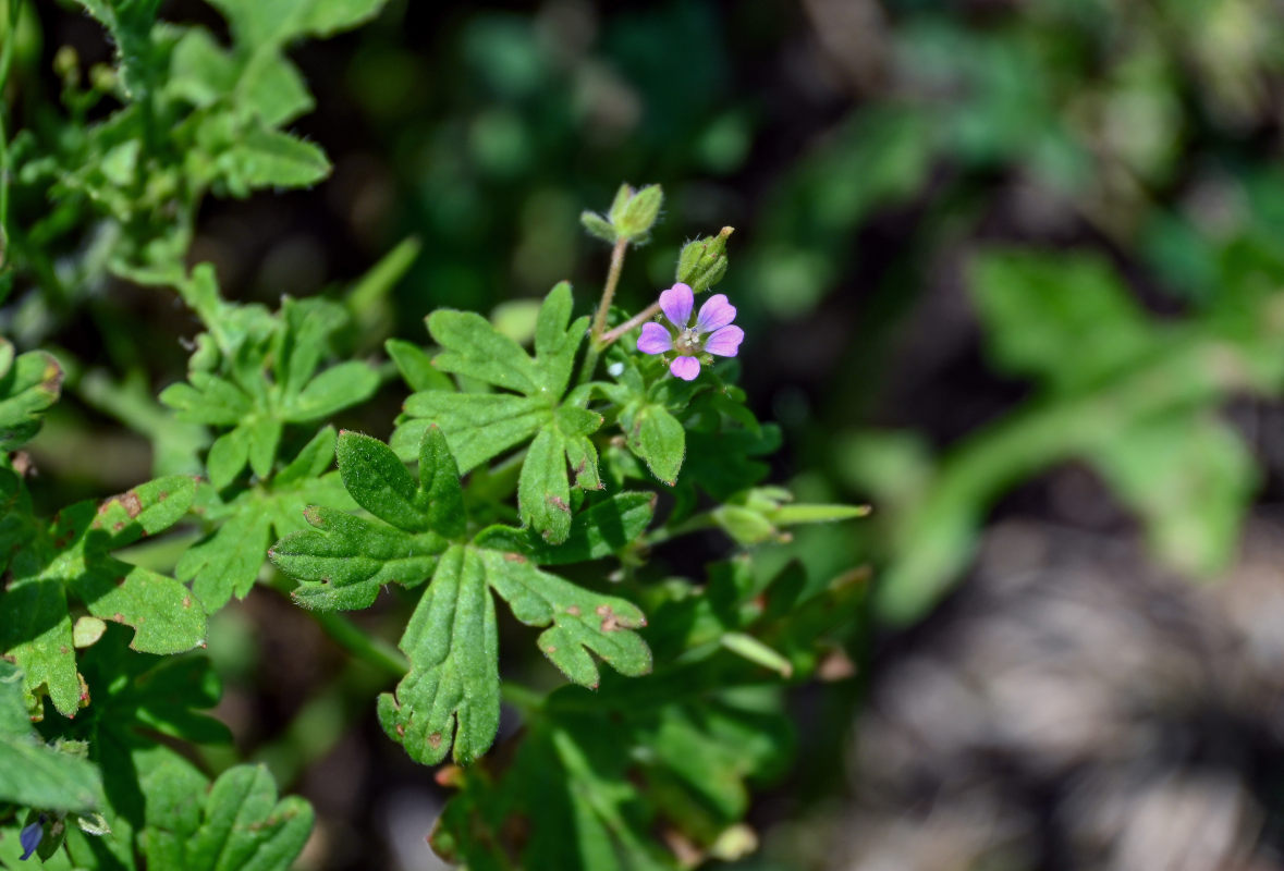 Изображение особи Geranium pusillum.