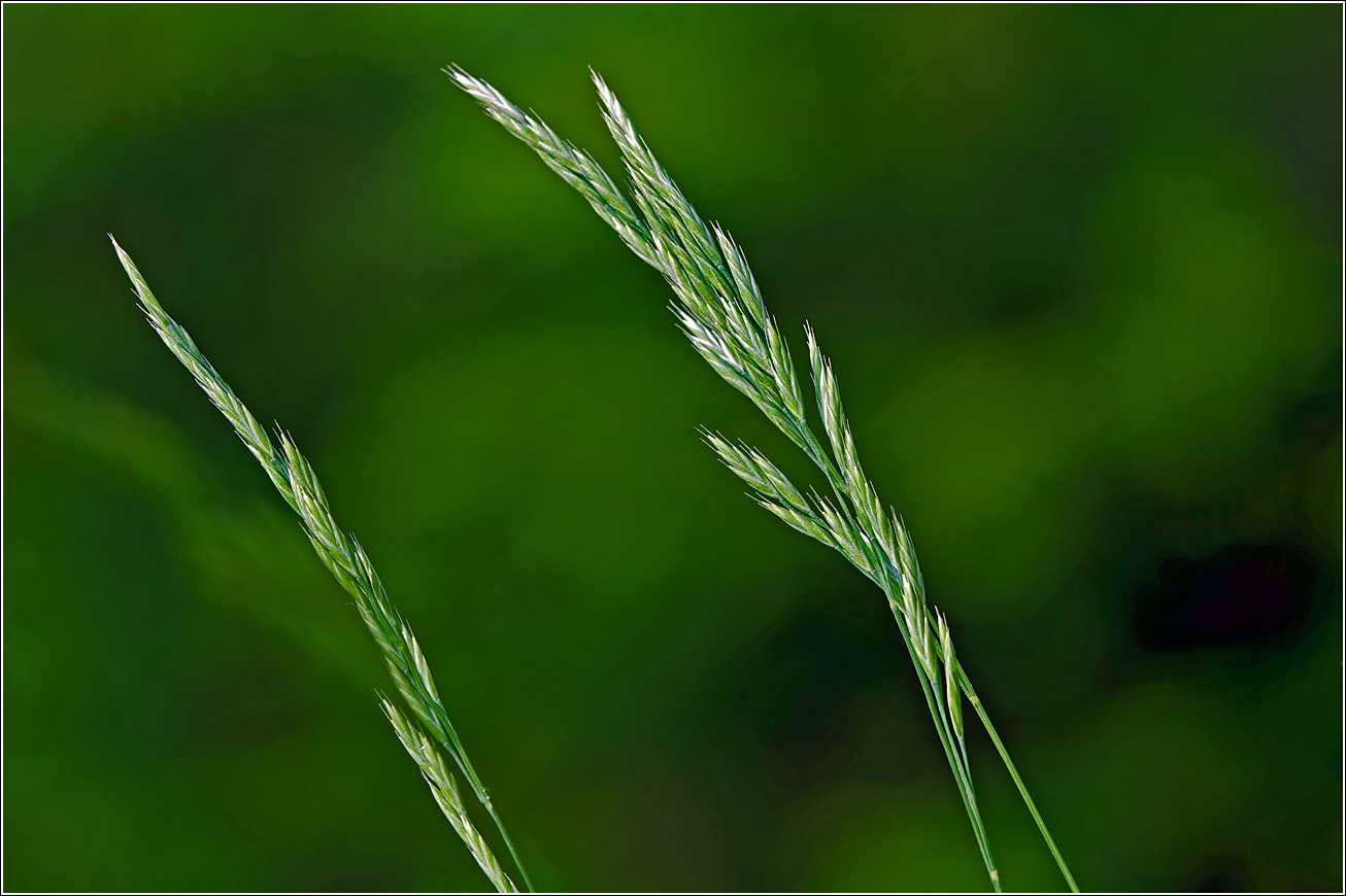 Image of genus Festuca specimen.