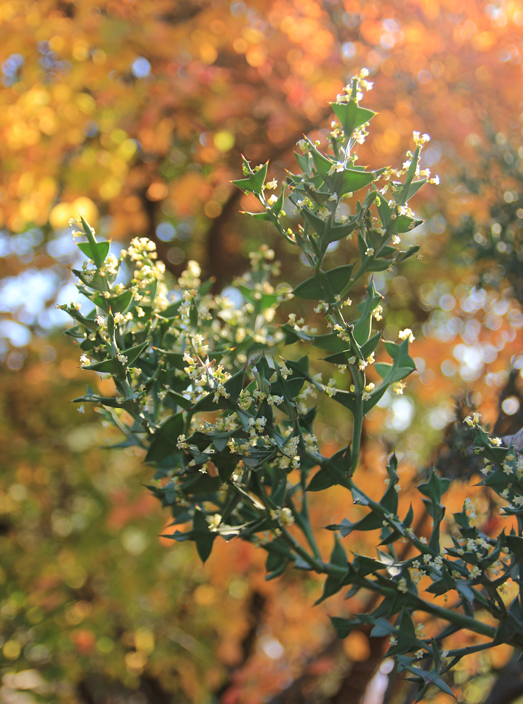 Изображение особи Colletia paradoxa.