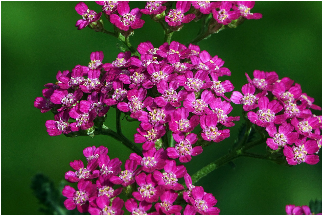 Image of Achillea millefolium specimen.