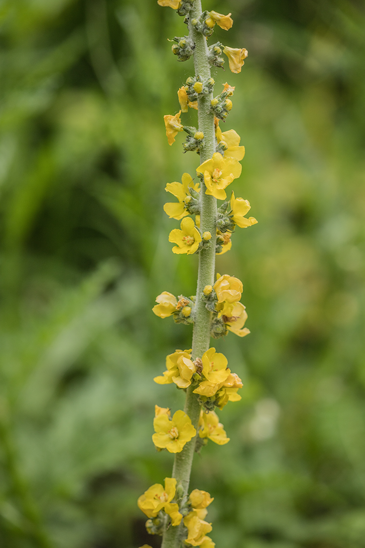 Изображение особи род Verbascum.