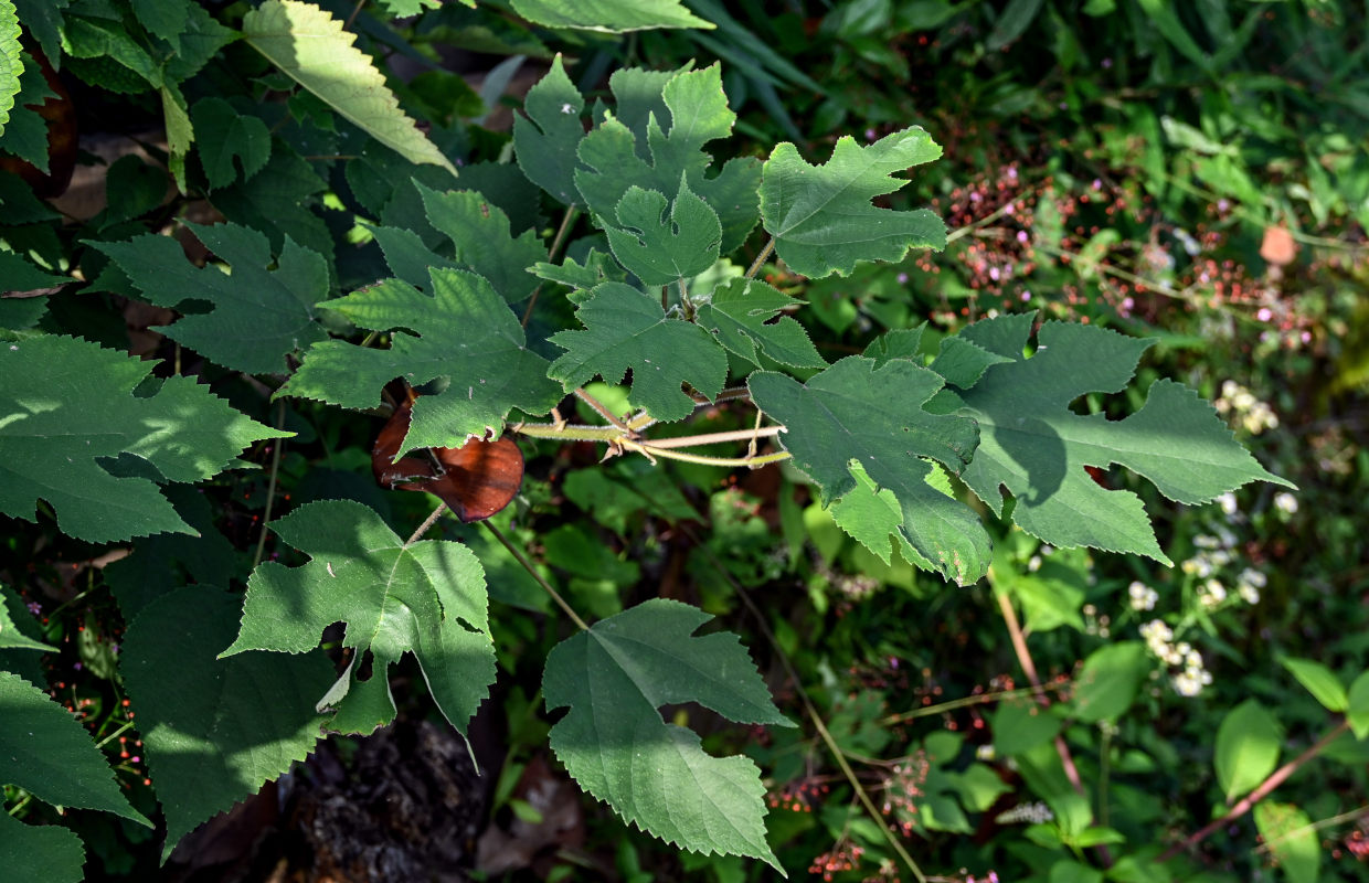 Image of Broussonetia papyrifera specimen.