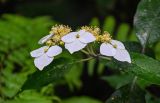 Hydrangea chinensis. Соцветие. Китай, провинция Гуанси, рисовые террасы Лунцзи, опушка смешанного леса. 29.05.2024.