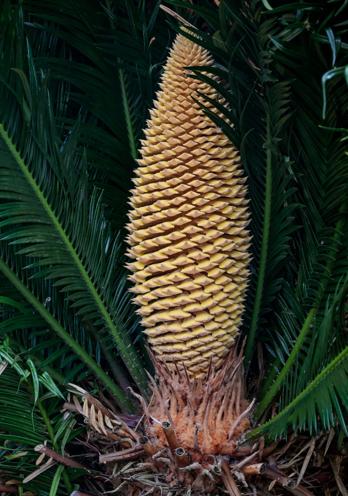 Image of genus Cycas specimen.