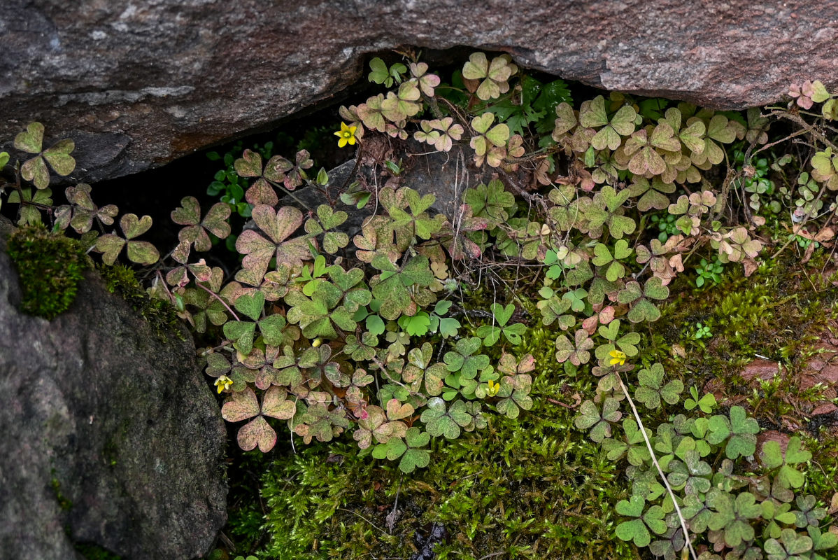 Изображение особи Oxalis corniculata.