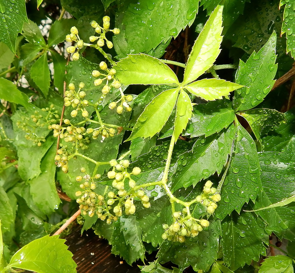 Изображение особи Parthenocissus quinquefolia.