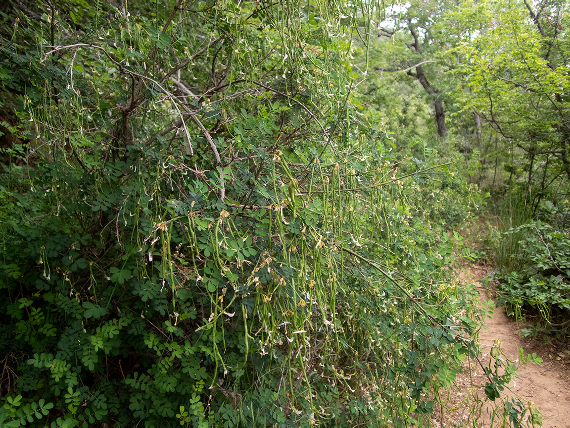 Изображение особи Hippocrepis emeroides.