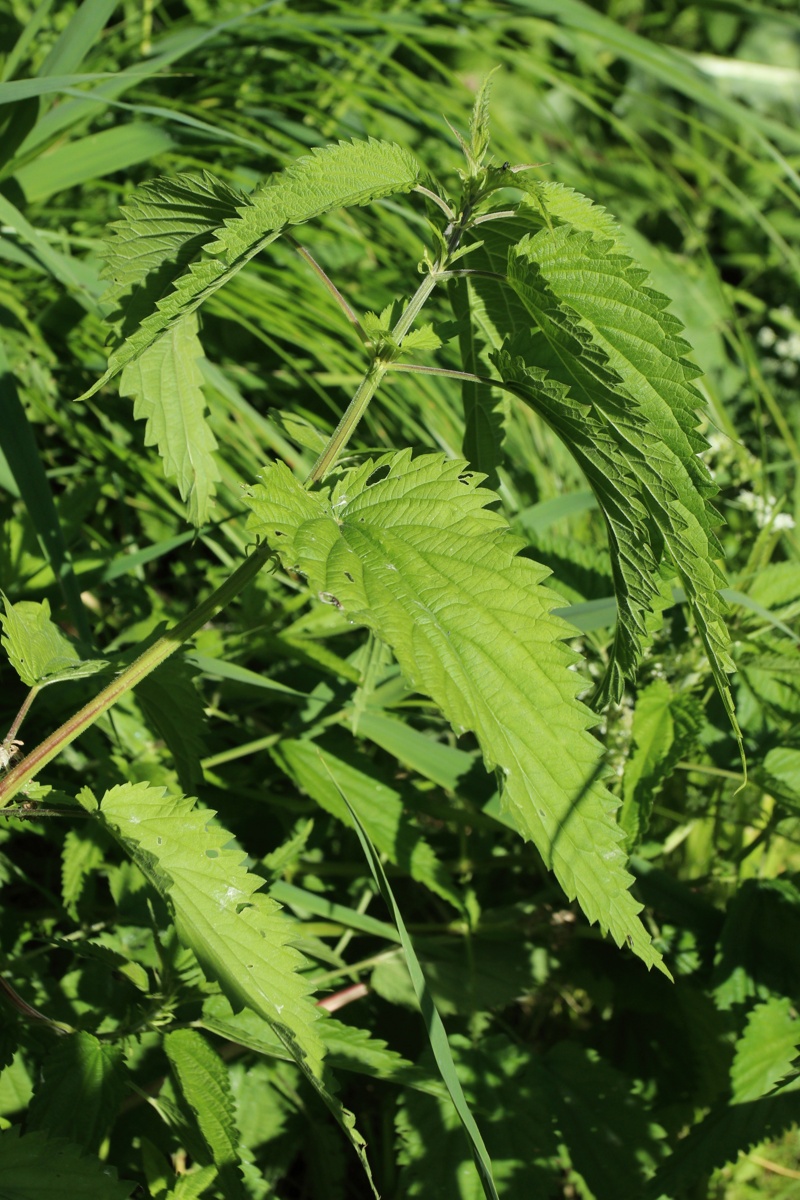 Image of Urtica galeopsifolia specimen.