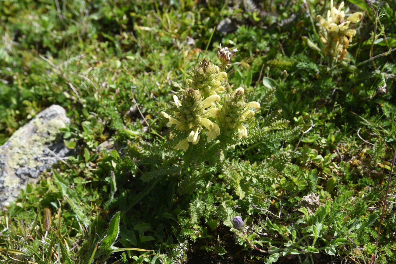 Изображение особи Pedicularis condensata.