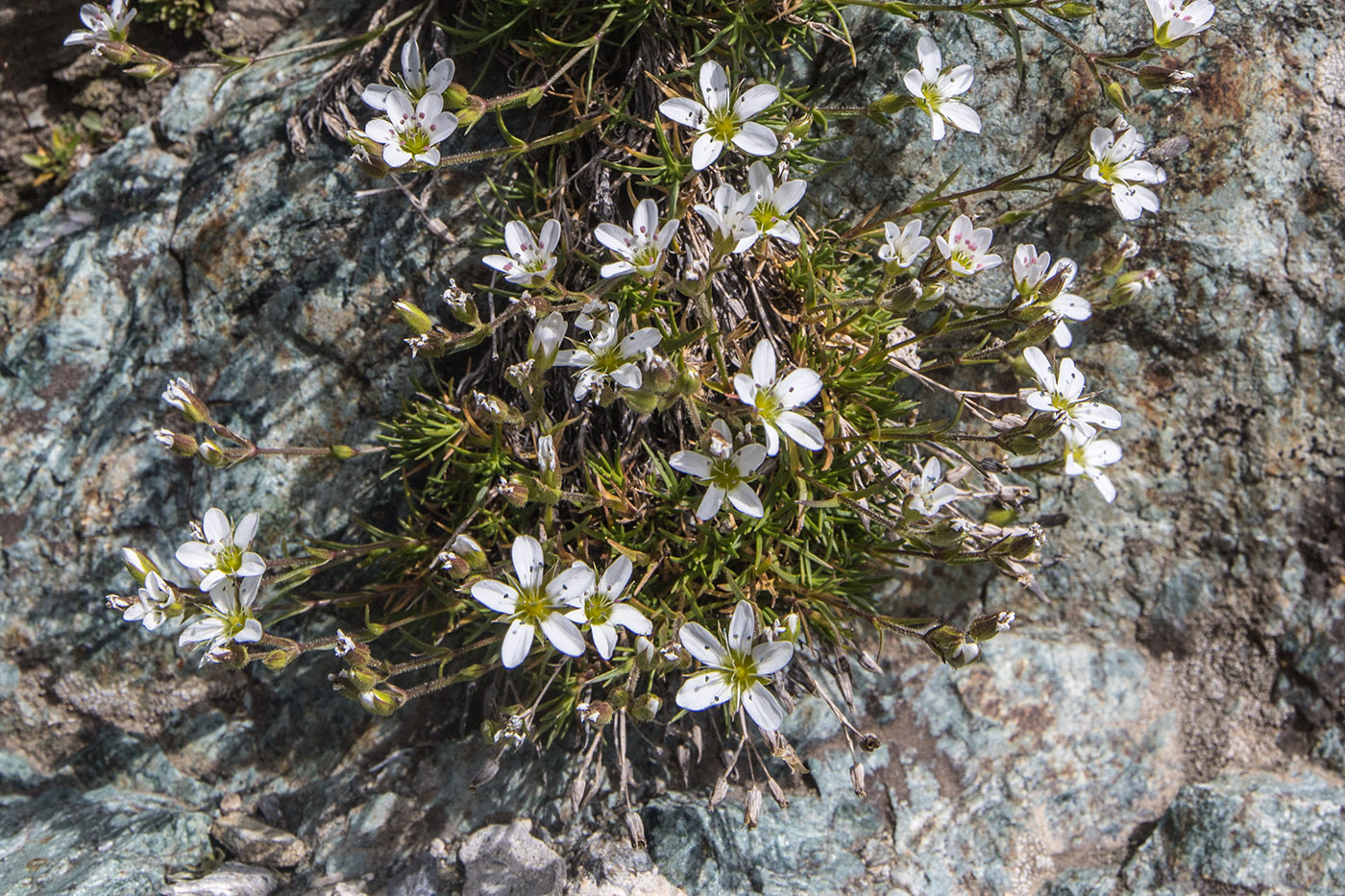 Image of Minuartia oreina specimen.