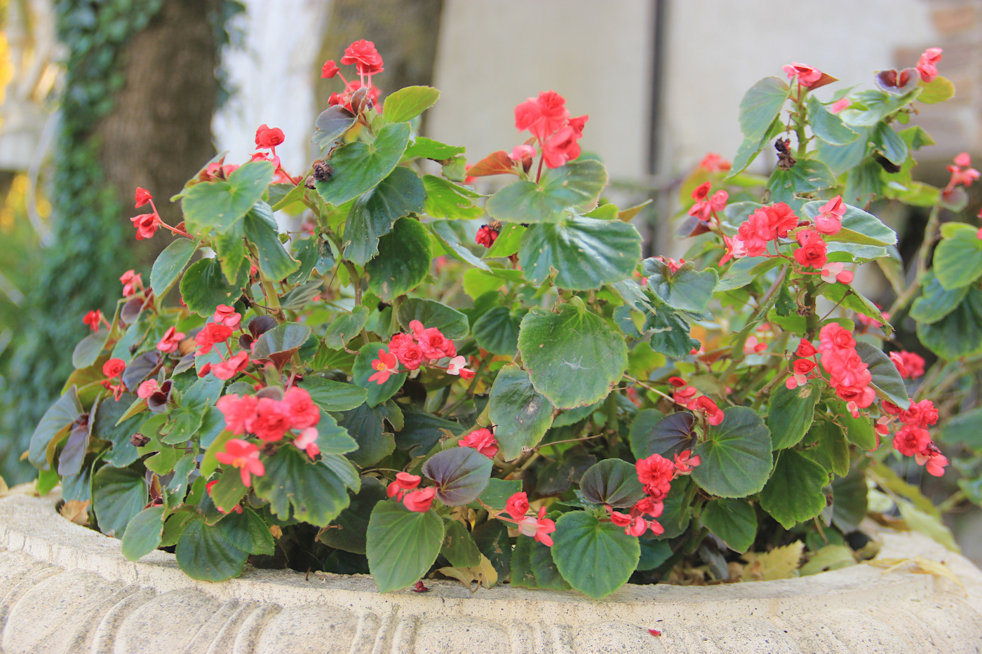 Изображение особи Begonia &times; hortensis.