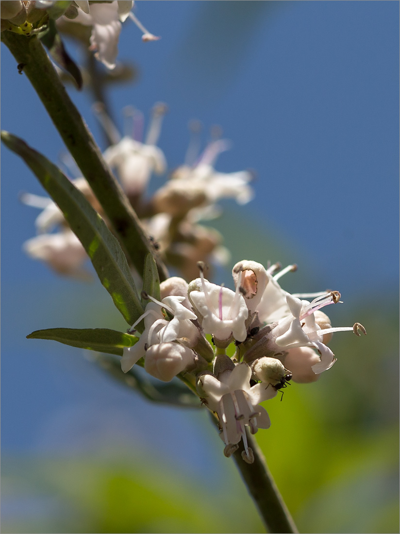 Image of Vitex agnus-castus specimen.