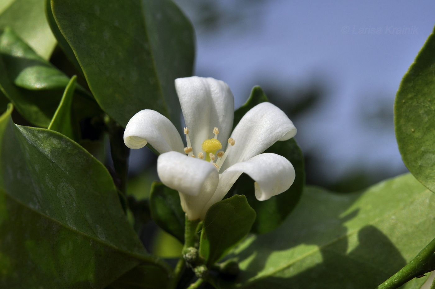 Изображение особи Murraya paniculata.