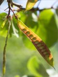 Cercis siliquastrum. Незрелый плод. Турция, г. Анталья, Dokuma Park, в культуре. 01.06.2024.