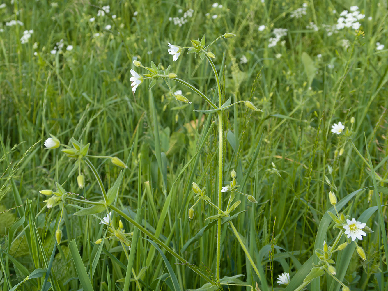 Image of Cerastium nemorale specimen.