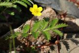 Potentilla anserina. Цветок и лист. Ленинградская обл., Ломоносовский р-н, окр. Шепелёвского маяка; п-ов Каравалдай, берег Финского залива, щебнисто-валунный пляж, зона заплеска. 16.06.2024.