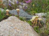 Sedum oppositifolium. Цветущие растения. Кабардино-Балкария, Черекский р-н, окр. с/п Верхняя Балкария, берег р. Псыгансу, ≈ 2100 м н.у.м., приречный луг. 31.07.2024.