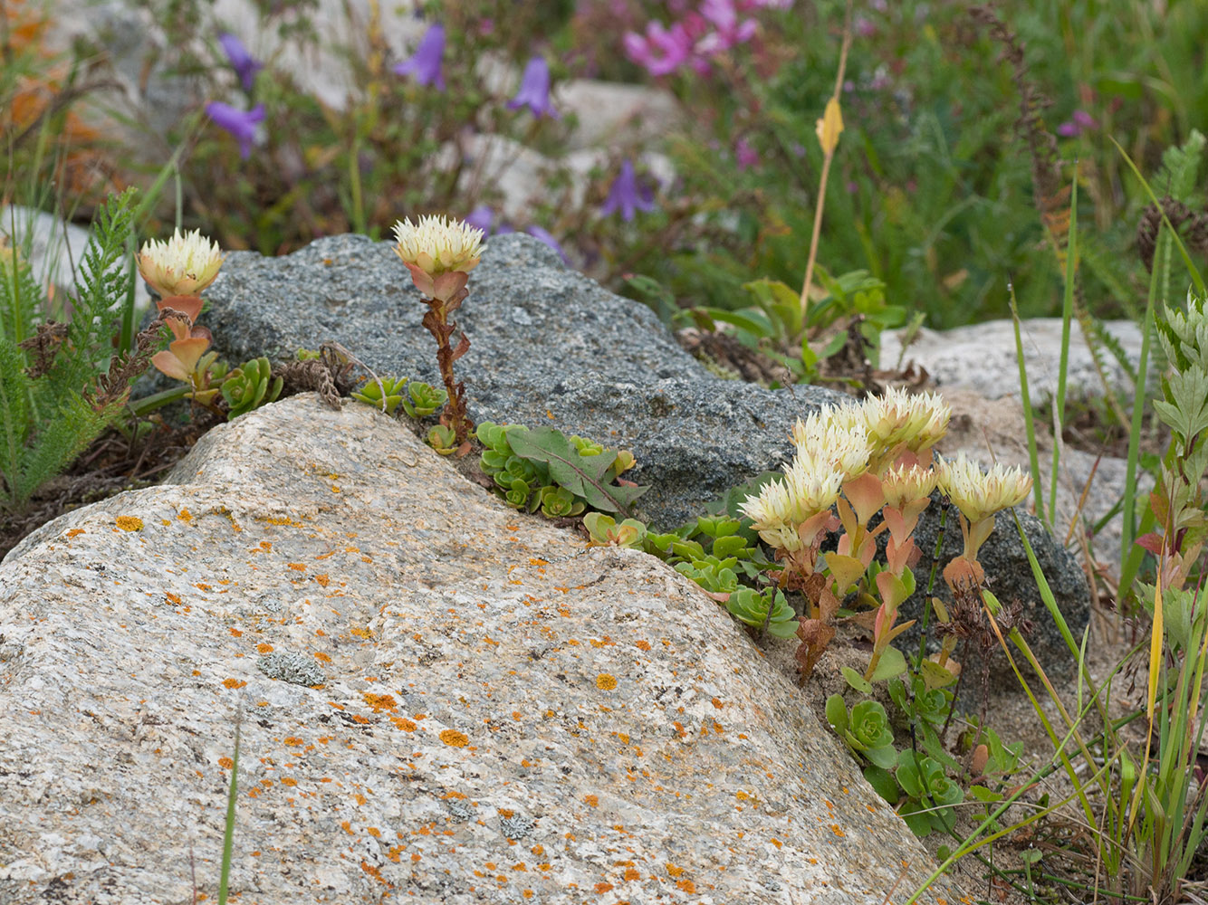 Image of Sedum oppositifolium specimen.