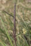 Carex cuspidata. Соцветия. Крым, Бахчисарайский р-н, окр. с. Соколиное, берег р. Коккозка. 04.04.2024.