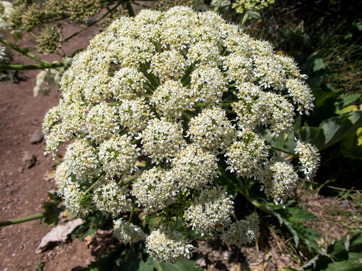 Image of Heracleum stevenii specimen.