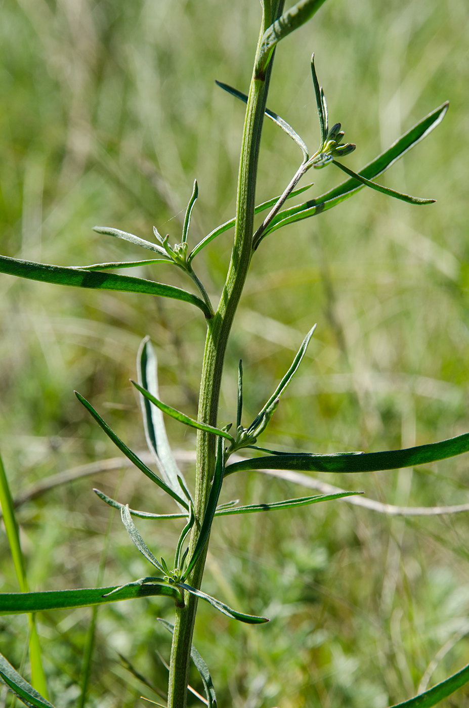 Image of Erysimum canescens specimen.