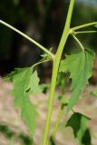 Atriplex calotheca