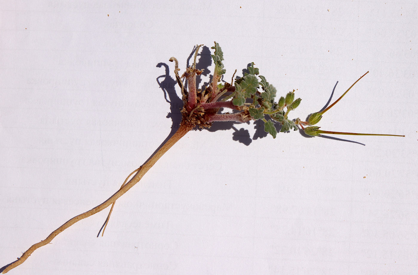 Изображение особи Erodium neuradifolium.