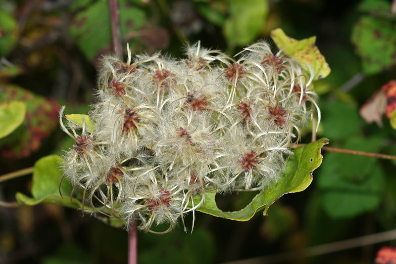 Image of Clematis vitalba specimen.