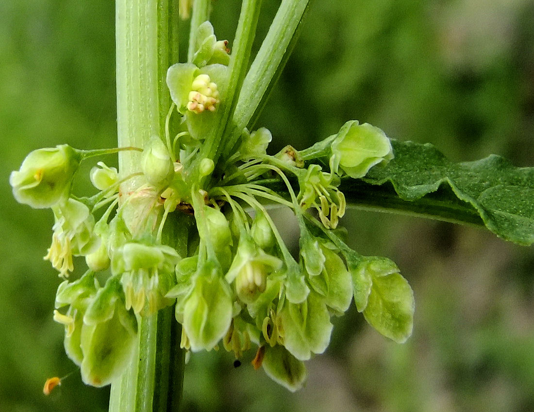 Image of Rumex gmelinii specimen.