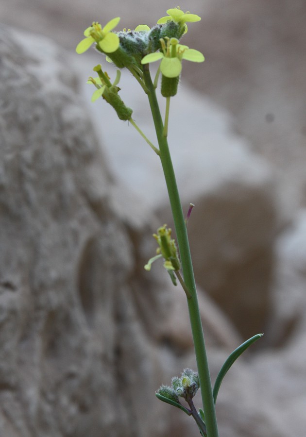 Image of Diplotaxis harra specimen.